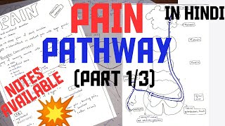 PAIN PATHWAY  PART 13  NOCICEPTORS  NOXIOUS STIMULI [upl. by Lillywhite]