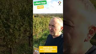 Le Chenin  Une belle acidité  La Minute Cépage Master Grappe [upl. by Barnie857]