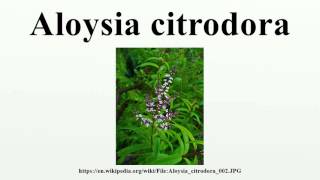 Aloysia citrodora [upl. by Armillda185]