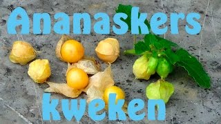 Ananaskers kweken [upl. by Ihtraa]