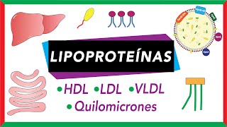 Lipoproteínas Quilomicrones VLDL LDL y HDL Transporte de lípidos [upl. by Amej]