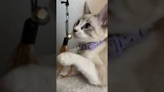 This is a 3 second song funny treanding youtube foryou viralshorts catlover [upl. by Lanette281]