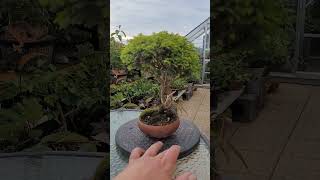 Beautiful small Chamaecyparis bonsai [upl. by Rees531]