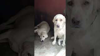 Labour dog Viral video Youtubeshort short video viral [upl. by Alak]