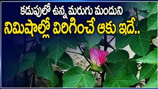 MaruguMandhu Pettudu Ki Virugudu  ఈ ఆకూ నిమిషాల్లో మరుగు మందు ని విరిగిస్తుంది  Marla mandu [upl. by Ttayh]