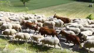 Transhumance provencale [upl. by Aytnahs892]