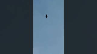 Two Blackbirds Roosting In Early November In Slow Mo birds avian nature [upl. by Esdnyl]