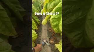 In a Tobacco Field  farming hunting outdoors dove wildlife photography shorts videography [upl. by Aseret139]