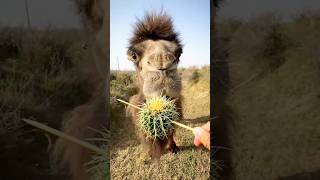 Camel is eating Fish animals camel ytshorts [upl. by Atteynod933]