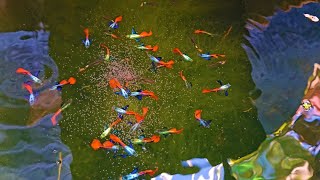 Massive And Colorful Guppies in This Mini Natural Outdoor Setup Farm [upl. by Sordnaxela]