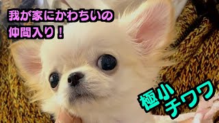 6チワワにもう1匹⁉︎ 極小チワワお迎えしたよ！ chihuahua チワワ 犬 dog kawaii かわいい パピー puppy puppydog puppylove 子犬 [upl. by Patricia]