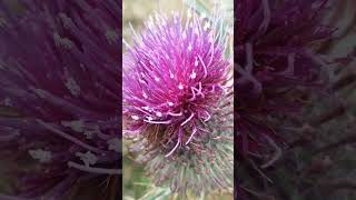 Cirsium eriophorum  cardoon cardoon Cardo scardaccio in APPENNINO [upl. by Nolla]