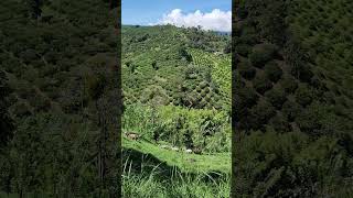 RESERVA FORESTAL OBSERVACIÓN DE AVES Y VIDA SILVESTRESCOLOMBIA paisajeculturalcafetero naturaleza [upl. by Arok88]