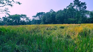 grame mamabari te giye ki ki dekhlam 😍🌾 1000subscriber village villagevlog minivlog viralvideo [upl. by Nored]