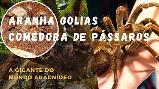 ARANHA GOLIAS COMEDORA DE PÁSSAROS [upl. by Margherita]