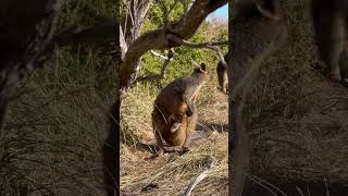 Baby Kangaroo  Cuddliest Kangaroo kangaroo babykangaroo cute baby viralvideo shortsvideo [upl. by Rabbi]