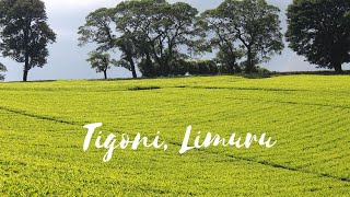 THIS IS KENYA Exploring Tigoni Limuru [upl. by Idnic]