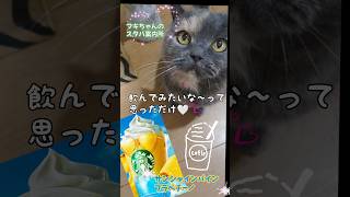 フキちゃんのスタバ案内所★ shorts cat 猫動画 スターバックス スタバ新作 [upl. by Chenay]