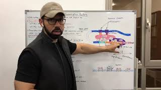 Transcription Factors [upl. by Matelda137]