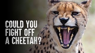 How to Survive a Cheetah Attack [upl. by Yremogtnom]