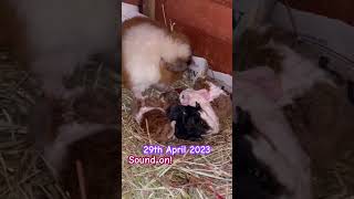 Xenocrates shortsfeed viral throwback friday newborn babyanimals guineapig followus fypシ [upl. by Alesandrini]