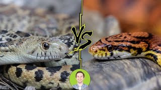 Corn Snake vs Gopher Snake  Head To Head [upl. by Wren]