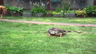 Grüner Leguan mit Hund [upl. by Jerrilyn280]