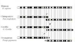 Chromosome 2 in the Great Apes [upl. by Ayotahc618]