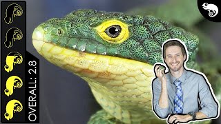 Abronia Arboreal Alligator Lizard The Best Pet Lizard [upl. by Cilla]