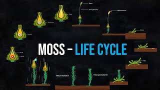 The life cycle of Moss Animation [upl. by Tedd]