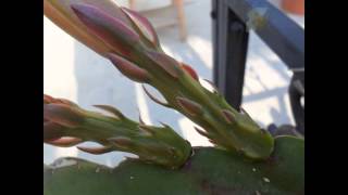 Epiphyllum from Bud to Bloom [upl. by Yamauchi]