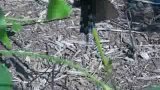 Pipevine Butterfly Laying Eggs [upl. by Kehr]