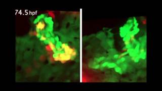 Fate switching during zebrafish development [upl. by Wolliw]