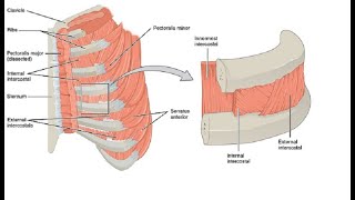 Two Minutes of Anatomy Intercostal Muscles [upl. by Nicoline888]