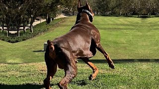 BEST OF DOBERMAN  THE SUPER INTELLIGENT DOG [upl. by Sybil]