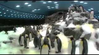 Pinguinos  Loro Parque [upl. by Nonnerb]