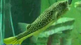 Mbu Puffer  That Fish Place Freshwater Fish Species Profile [upl. by Nytram]