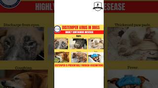 distemper virus in dogs doglover [upl. by Hennessey]