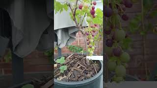 Red grapes variety Cardinal Seedless grapes UK [upl. by Dash]