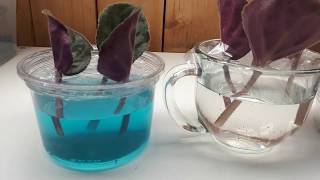 African violet leaves in water versus leaves in soil science project part 1 [upl. by Chalmers294]