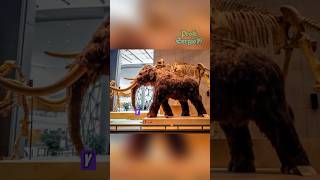 Conoce a “YUKA” el MAMUT CONGELADO en el TIEMPO 🦣 prehistoria curiosidades [upl. by Marte]