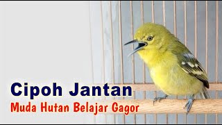 Cipoh Jantan Muda Hutan Belajar Gacor [upl. by Yme]