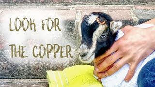 How To Disbud Baby Goats with A Hot Iron [upl. by Eniamzaj]