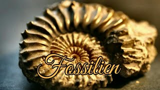 Ricos 🐚 Fossilienshow [upl. by Bennink]