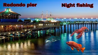 Redondo Beach pier night fishing  Stingrays lobsters giants [upl. by Quirk]