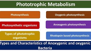 Phototrophic metabolism  Photosynthesis  Phototrophs  Types  Oxygenic  Anoxygenic  Rhodopsin [upl. by Stiegler301]