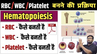 Haematopoiesis  हिमॅटोपोयेसिस  RBC  WBC  Platelet  Erythropoiesis  Leucopoiesis  Blood  Cell [upl. by Ical]