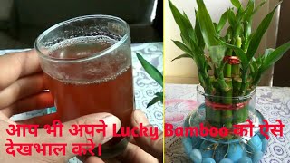 Lucky bamboo care and root treatment in Hindi [upl. by Krein721]