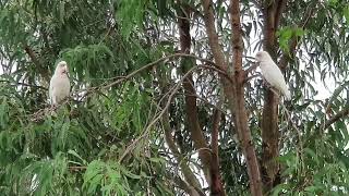 Australia Short Billed Corellas Campbelltown [upl. by Cleon532]