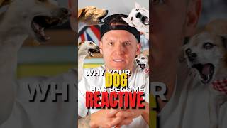 Why Your Dog Has Become Reactive Introduction – More Reasons to Follow [upl. by Ardnaik]